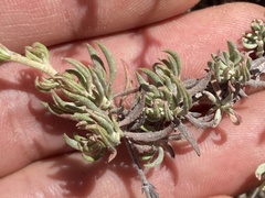 Eriogonum wrightii dentatum