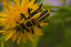 Chauliognathus opacus