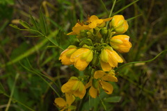 Senna hirsuta