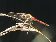 Sympetrum depressiusculum