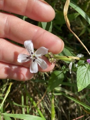 Microbotryum saponariae