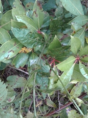 Aureolaria grandiflora