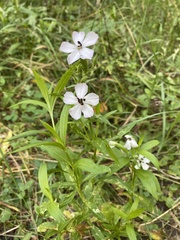 Microbotryum saponariae