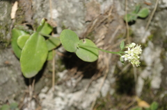 Hylotelephium caucasicum