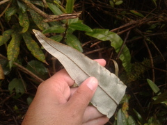 Elaphoglossum cuspidatum