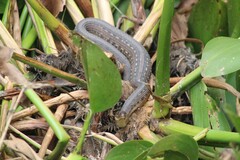 Thamnophis validus