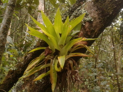 Tillandsia biflora