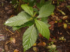 Solanum cornifolium
