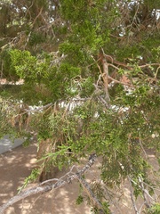 Juniperus