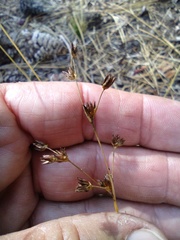 Juncus macrandrus