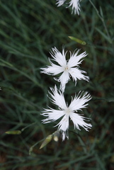 Dianthus serotinus