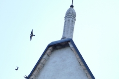 Ptyonoprogne rupestris