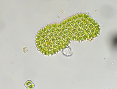 Hydrodictyaceae