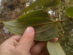 Smilax tomentosa