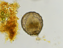 Netzelia tuberculata