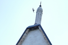 Ptyonoprogne rupestris