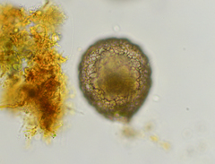 Netzelia tuberculata