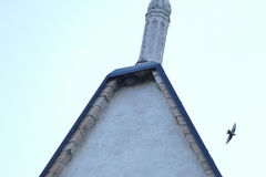 Ptyonoprogne rupestris