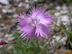 Dianthus sternbergii