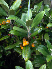 Corokia macrocarpa