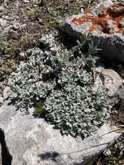 Antennaria aromatica