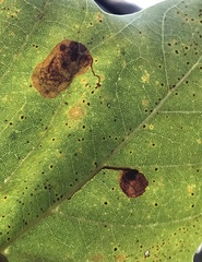 Ectoedemia platanella