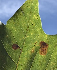 Ectoedemia platanella