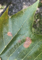 Ectoedemia platanella