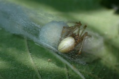 Enoplognatha ovata
