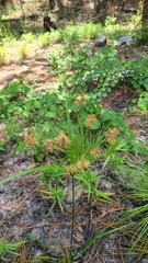 Cyperus hystricinus