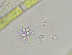 Choanoflagellatea