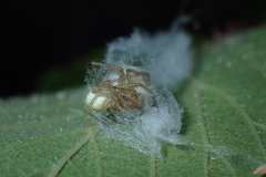 Enoplognatha ovata