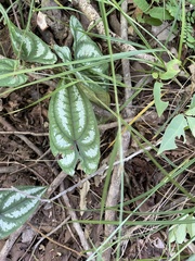 Caladium bicolor
