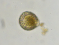 Netzelia tuberculata