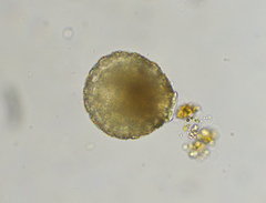 Netzelia tuberculata