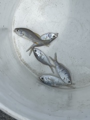 Bairdiella chrysoura