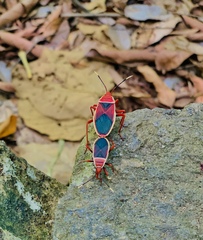 Probergrothius varicornis