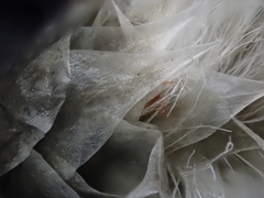 Eriophorum callitrix