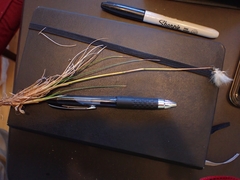 Eriophorum callitrix