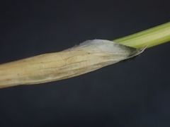 Eriophorum callitrix