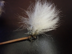 Eriophorum callitrix