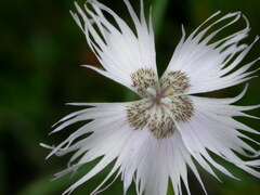Dianthus sternbergii