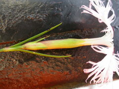 Dianthus sternbergii