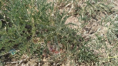 Sophora alopecuroides