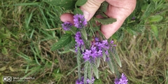 Verbena × rydbergii