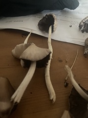 Panaeolus cyanescens