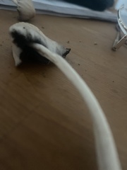 Panaeolus cyanescens