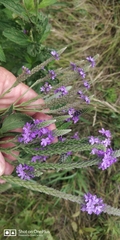Verbena × rydbergii