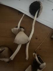 Panaeolus cyanescens