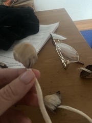 Panaeolus cyanescens